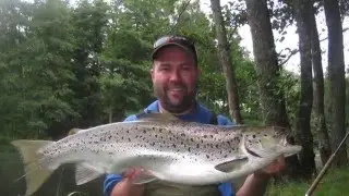 Flugfiske i M&ouml;rrums&aring;n Blank Hybrid 6,5kg/Flyfishing in M&ouml;rrum river. A blank hybrid 6,5kg