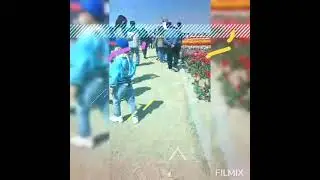 Shinan-gun Tulips festival South Korea #korea#shorts#betashortsvideo