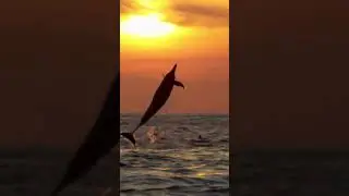 Bottlenose dolphin jumping out of water #bottlenosedolphin #shorts #sunset #seasunset #dolphin