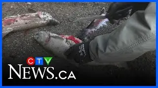 Concern over dead salmon in Abbotsford creek