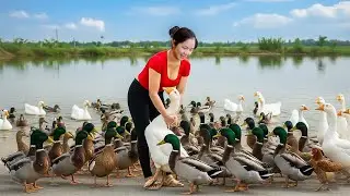 I Spent 24 Hours Harvesting Wild Duck Goes To Market Sell | Nhung Harvest Life