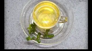 Brahmi (Neer Brahmi) Leaf Tea - Recipe | Bowl Of Herbs