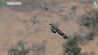Steppe Eagle Punjab 