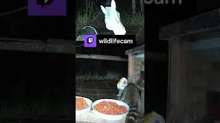 Raccoon fight over some peanuts #raccoon  #animals  #nature
