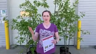 Mondays with Martha #1 - Oaks!