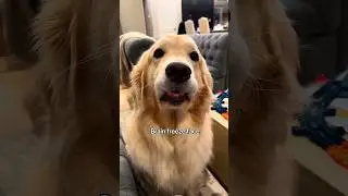 Doggo with best facial expressions..😍🥰🤩 #goldenretriever #dogface #dog #doglover #dogshorts #cutedog