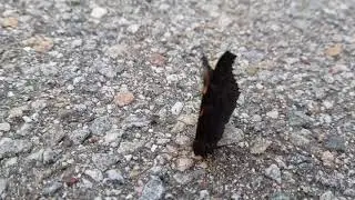 Verletzter Schmetterling (Tagpfauenauge) kann nicht mehr hoch fliegen