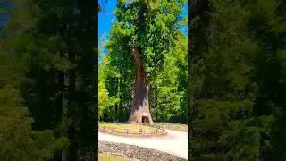 Drive-through Tree 🌳 [Redwood Forest] #shorts #tree #redwoodforest