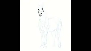 Horse sketch timelapse #drawing #drawingtimelapse #horseart #art #timelapse #horsesketch #digitalart