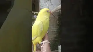 Rehoming.#birds #parrot #foryou #fyp #fypシ゚viral #birdslover #viralreels #viralvideo #love