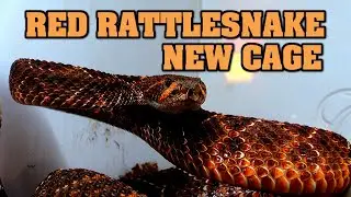 Red western diamondback rattlesnake in her new enclosure! One of a kind!