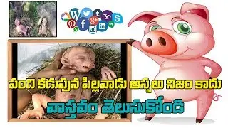 pig gives birth to human baby real facts in telugu | viral video | Garuda TV