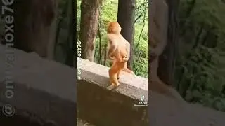 VIDEO LUCU MONYET KAGET KORBAN LAGU #shorts #short #shortvideo #monyetlucu