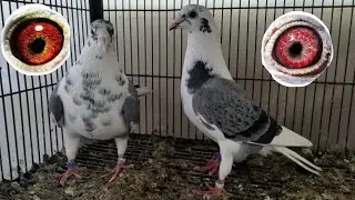 Colour Genetics | Rare Colour Racing Pigeons 2022 | Kalapati