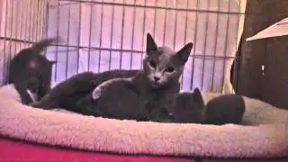 Russian Blue - Kittens - H-litter Russian Angels - 24 Days
