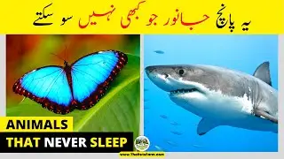 Top 5 Animals They Dont Sleep | Animals That Cant Sleep | @The Pets Farm