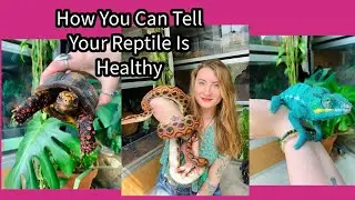 Is Your Reptile Healthy?
