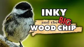 Big Wood Chip Keeps Chickadee From Cleaning Nest Box | Cute Bird Nest Behavior