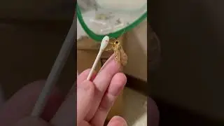 Banded Tussock Moth Drinking From Q-Tip