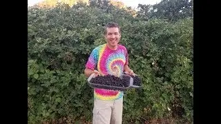 How to pick Black Berries the easy way
