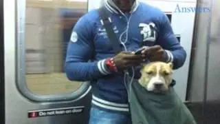 This Subway Banned Dogs That Don't Fit In A Small Bag, So This Man Put His Dog In A Small Bag