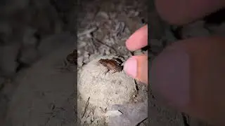 Funny frog moves | Frogs jump flying mode so funny | Big frogs so fun