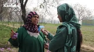 Pampore Saffron farmers upbeat for good crop after five years.