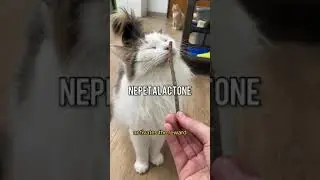 Факт о чистюле-кошке ~ Silvervine