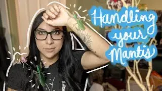 How to Handle a Praying Mantis