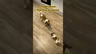 Перетяжки. Учитель и ученик #собака #джекрасселтерьер #dog #top #dogs  #jackrussell #pets #animals