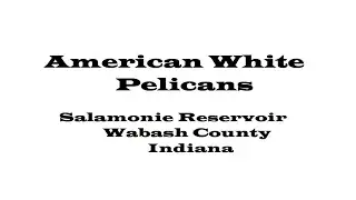 American White Pelicans at Salamonie Reservoir