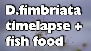 Drosera fimbriata timelapse with fish food 4k/ D. fimbriata Knollendrosera Zeitraffer