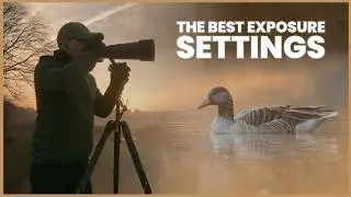 Unlock the Best Exposure Settings for Challenging Bird Photography | Peter Dam