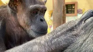 Grooming