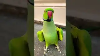 Me Mithu 😍😍 #cute Tota Say Like Baby #talkingparot #youtubeshorts #mithu #shorts viral Tota