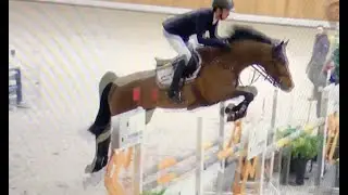 Nino Ice (2013) Numero Uno x Int. showjumping mare Annina Z