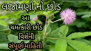 Lajmani | Chuimui (Shy) | Mimosa pudica | Chirag Jadav