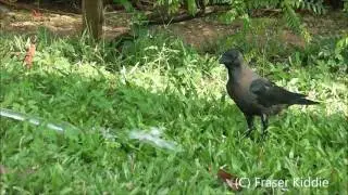 House Crow   Corvus splendens   Arpora, India