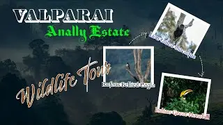 Travel & Wildlife Vlog | Anally Estate - Valparai | Wildlife Photography | Birding Tour | PART 2
