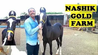 RAFIQ SHAIK BHAI HORSES || NASHIK GOLD FARM