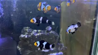 Bajando nitratos en acuario marino como hacerlo??