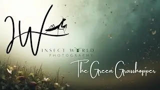 The Green Grasshopper and it's Uniqueness 