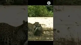 Tiger Ant উদ #tigerfight short video|tigers