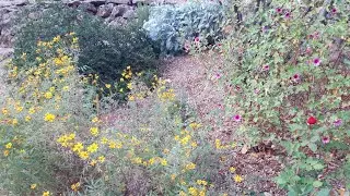 Plant Combo South Facing w Tagetes and Anisodontea