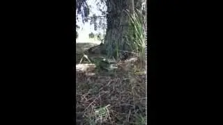Bull snake eats a groundsquirrel