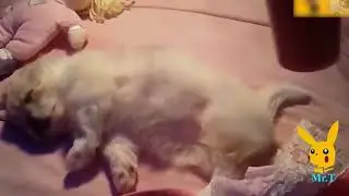 Funny Dogs ||  Funny Dog Videos Compilation 2018
