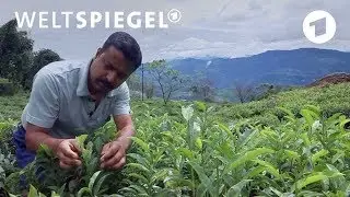Bald kein Darjeeling Tee mehr? | Weltspiegel