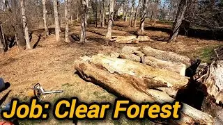 Wooded Lot Clearing & Undergrowth Removal | Indianapolis | Schott Services