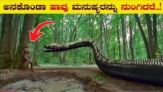 Top 10 Interesting and Unknown Facts in Kannada | Anaconda [Colgate RatanTata | Vismayavani |