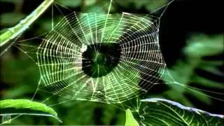 BBC two Spider's Web sting 2015